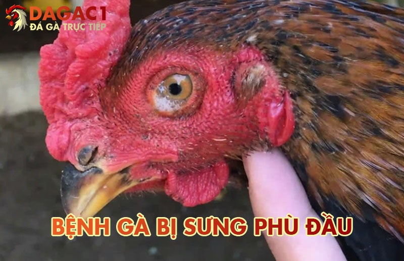 Bệnh gà bị sưng phù đầu có biểu hiện gì, phòng tránh thế nào?