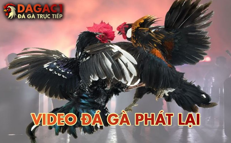 Trực tiếp đá gà phát lại